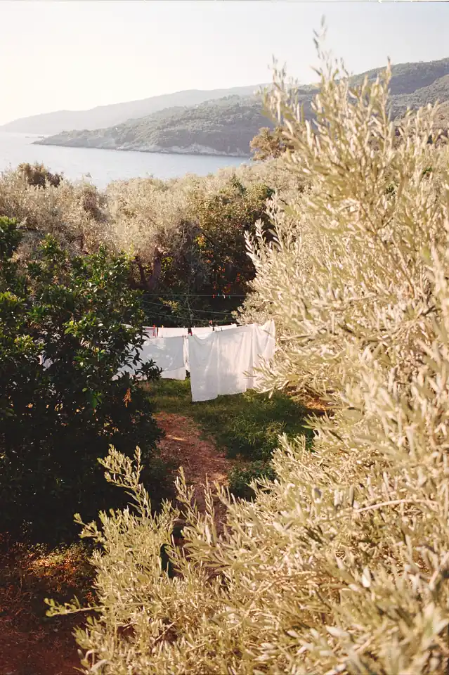 Laundry drying among olive trees on a terrace above the sea